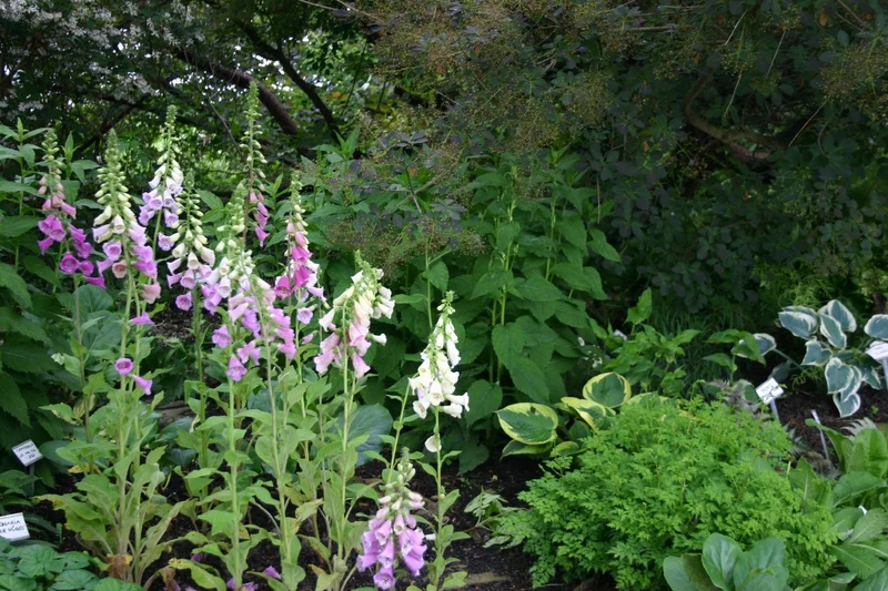 Digitalis purpurea 'Excelsior' (Garten-Fingerhut)
