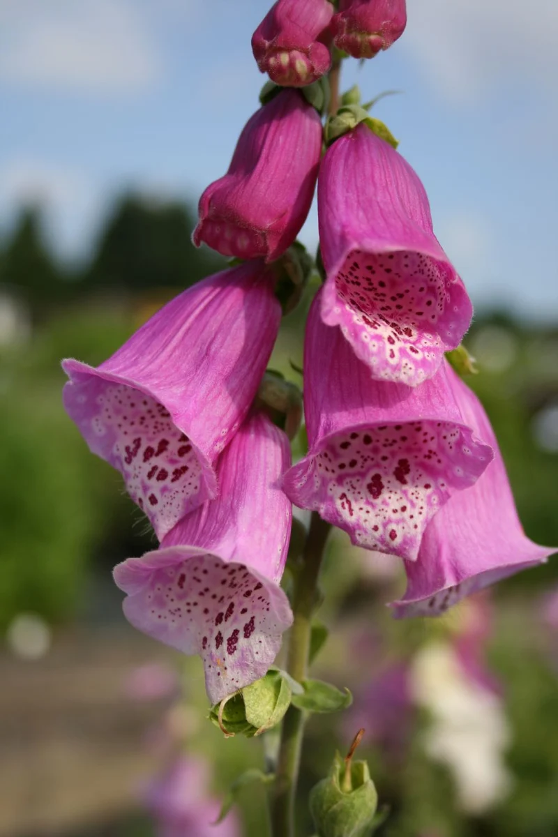 Digitalis purpurea (Rotblühender Fingerhut)