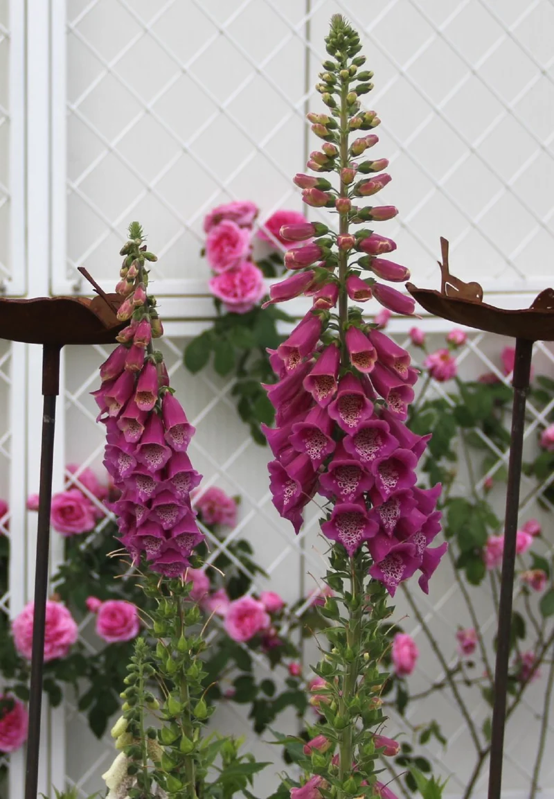 Digitalis purpurea (Rotblühender Fingerhut)
