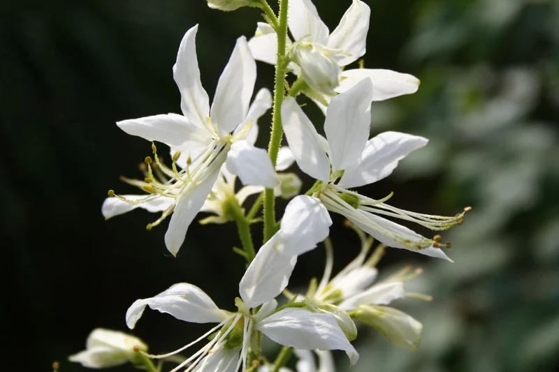 Dictamnus albus 'Albiflorus' (Weißblühender Diptam)