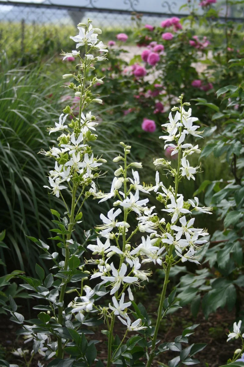 Dictamnus albus 'Albiflorus' (Weißblühender Diptam)