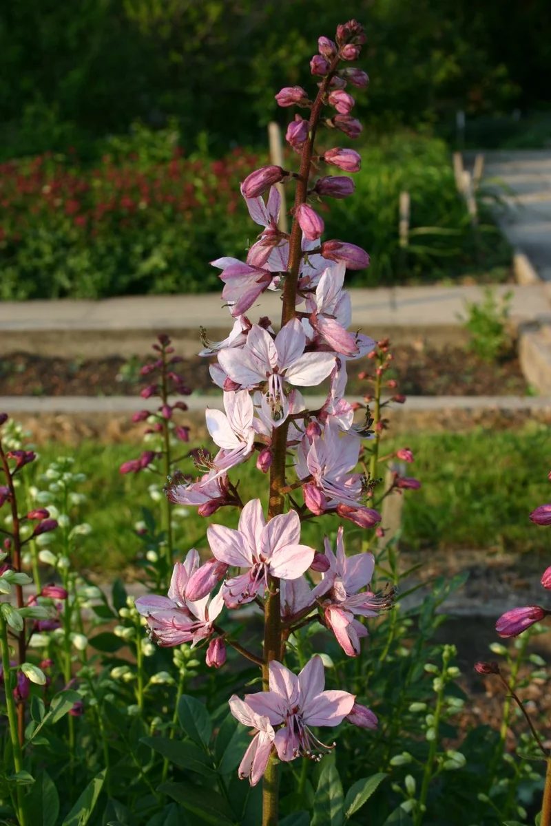 Dictamnus albus (Gewöhnlicher Diptam)
