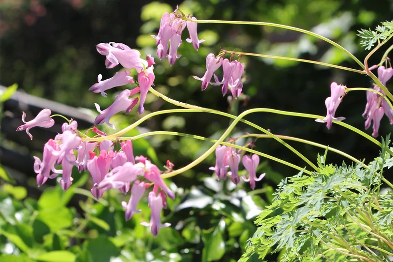 Dicentra formosa 'Pink Diamonds' ® (Dauerblühende Herzblume)