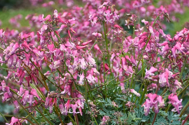 Dicentra formosa 'Pink Diamonds' ® (Dauerblühende Herzblume)