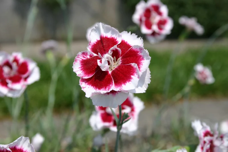 Dianthus x allwoodii 'Alice' (Nelke)