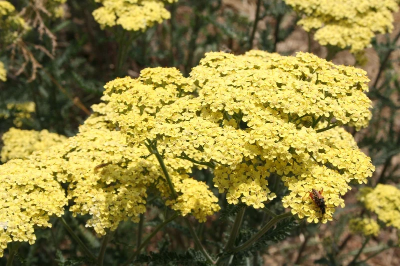 Achillea x filipendulina 'Credo' (Hohe Gold Schafgarbe)