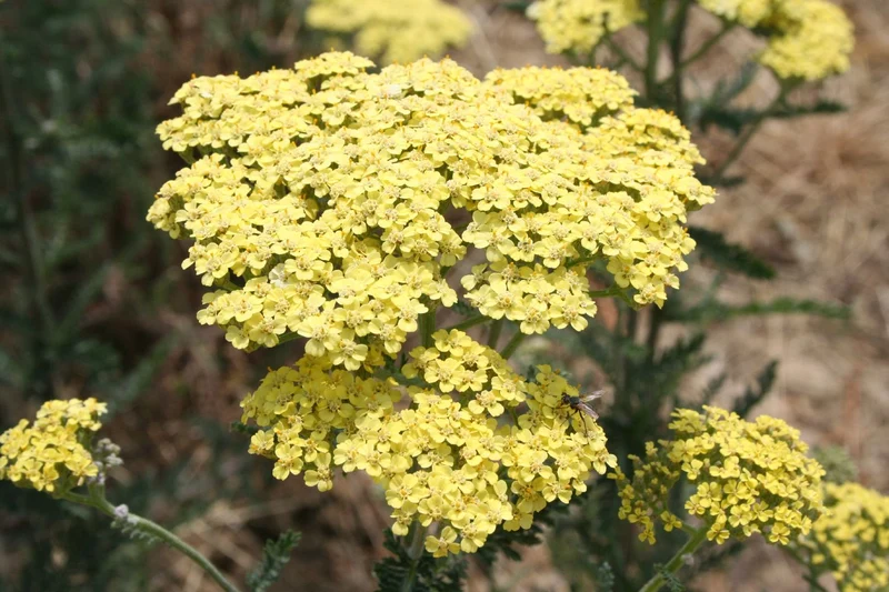 Achillea x filipendulina 'Credo' (Hohe Gold Schafgarbe)