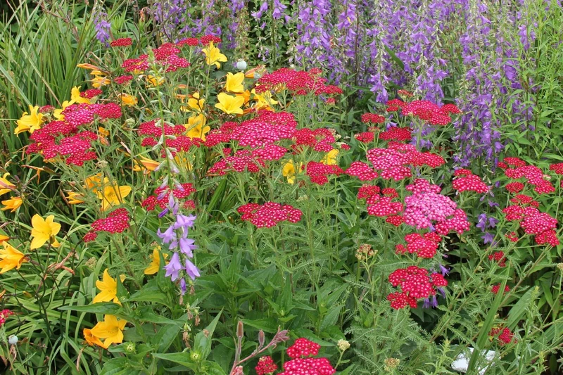 Achillea millefolium 'Pomegranate' ® (Schafgarbe)