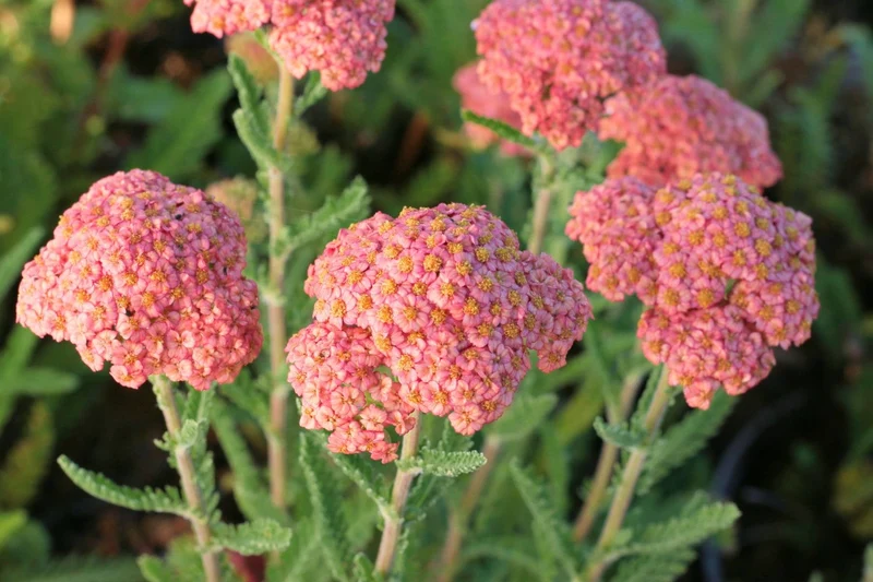 Achillea millefolium 'Firefly Peach Sky' (Schafgarbe)