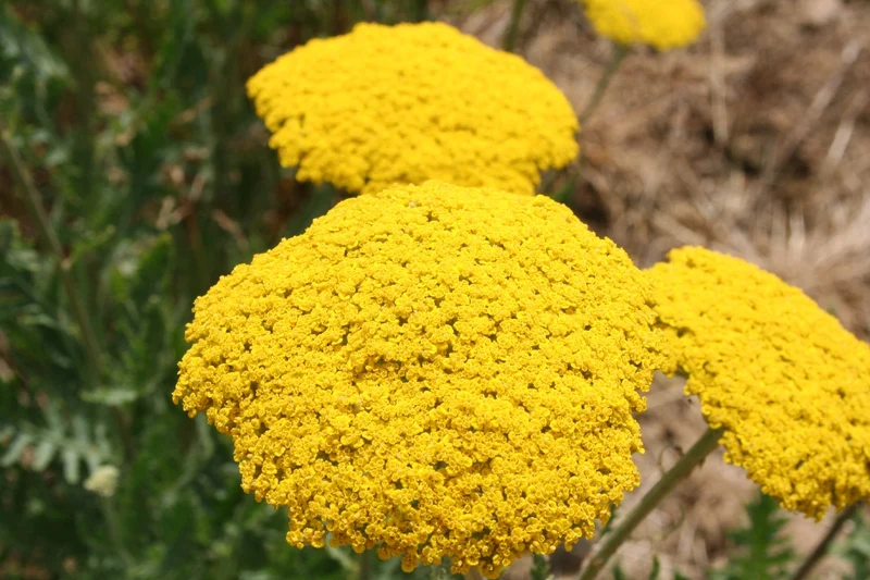 Achillea filipendulina 'Parker' (Schafgarbe)