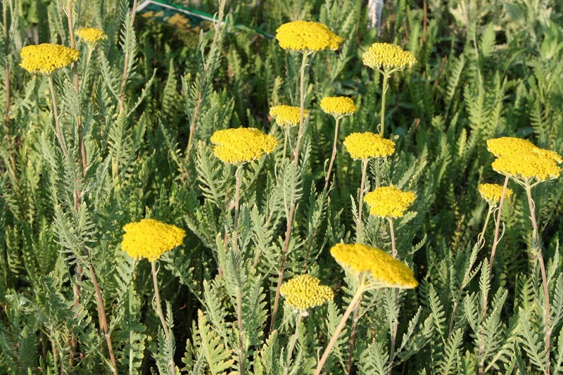 Achillea filipendulina 'Parker' (Schafgarbe)