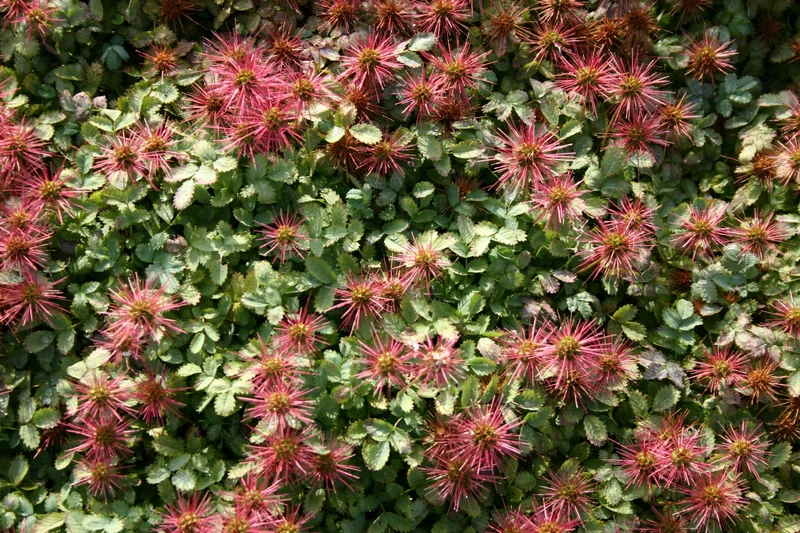 Acaena buchananii (Blaugrünes Stachelnüsschen)