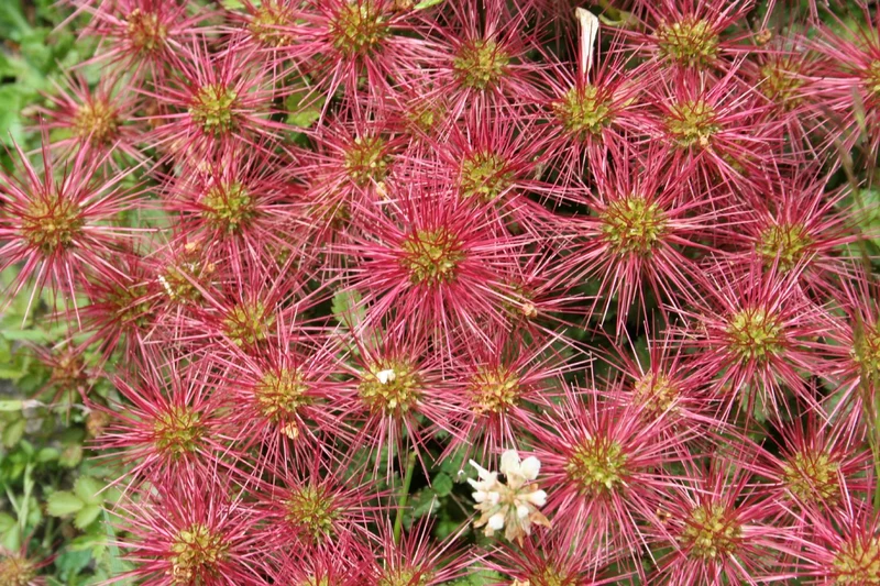 Acaena buchananii (Blaugrünes Stachelnüsschen)