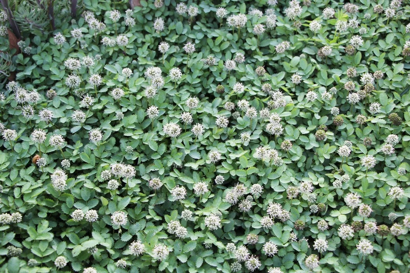 Acaena buchananii (Blaugrünes Stachelnüsschen)