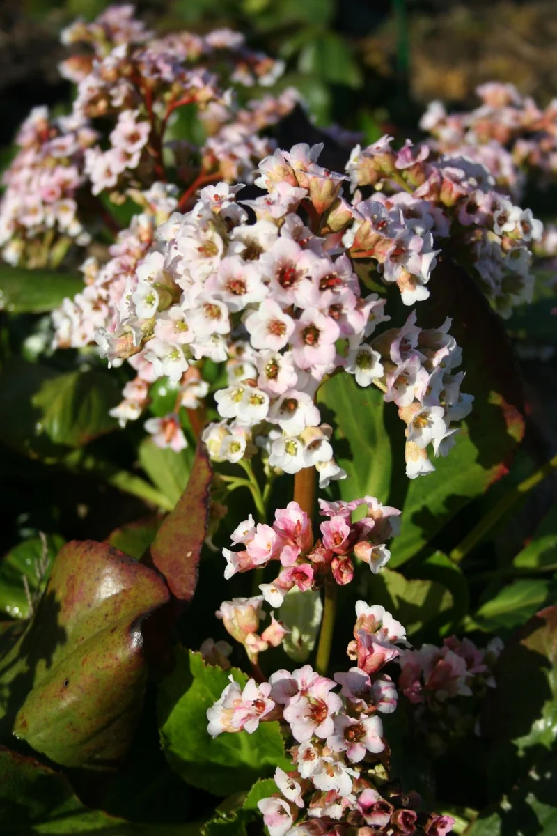 Bergenia stracheyi 'Brahms' (Himalaya-Bergenie)