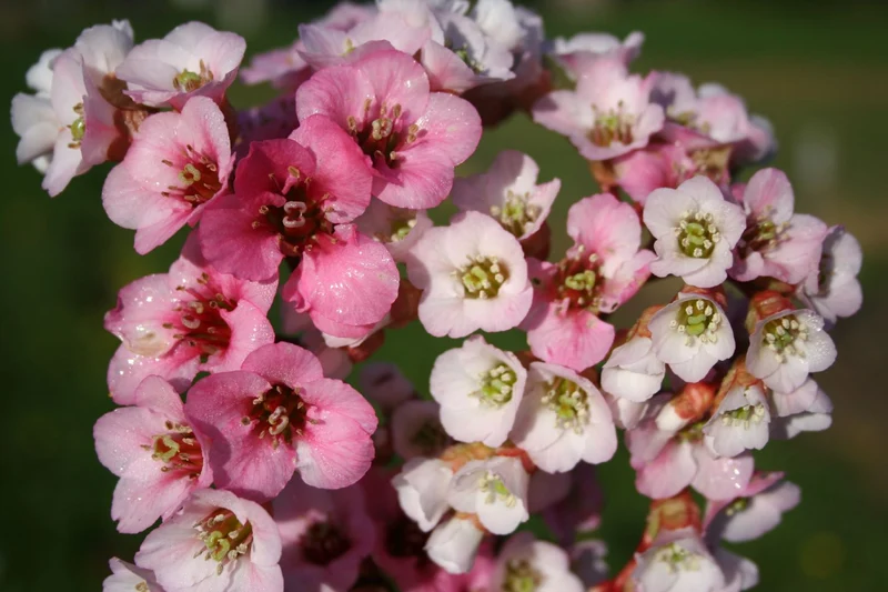 Bergenia cordifolia 'Schneekönigin' (Garten-Bergenie)