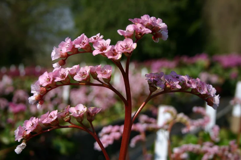 Bergenia cordifolia 'Schneekönigin' (Garten-Bergenie)