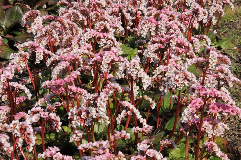 Bergenia cordifolia 'Schneekönigin' (Garten-Bergenie)