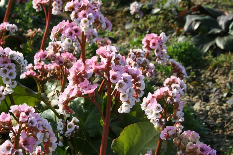 Bergenia cordifolia 'Schneekönigin' (Garten-Bergenie)