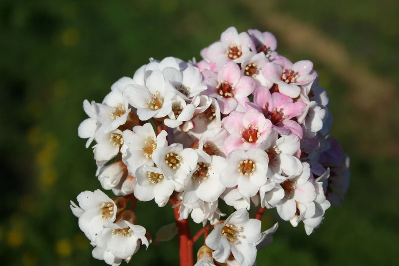 Bergenia cordifolia 'Schneeglocke' (Bergenie)