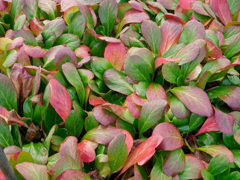 Bergenia cordifolia 'Schneeglocke' (Bergenie)
