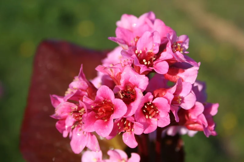 Bergenia cordifolia 'Rosa Zeiten' (Garten-Bergenie)