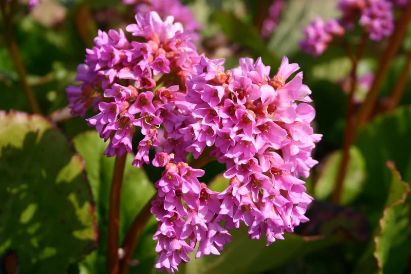 Bergenia cordifolia 'Rietheim' (Bergenie)