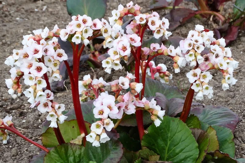 Bergenia cordifolia 'Jelle' (Bergenie)