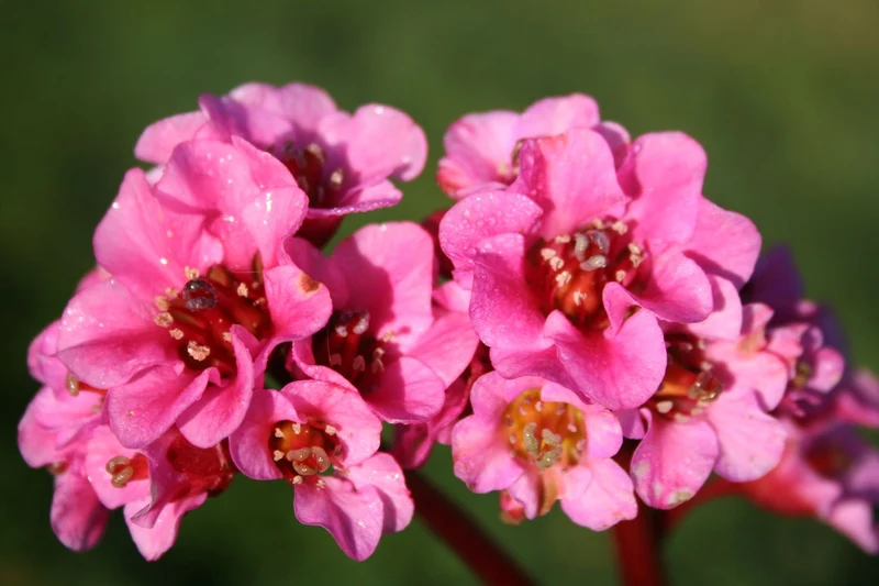 Bergenia cordifolia 'Herbstblüte' (Bergenie)