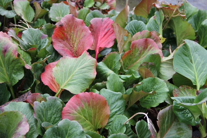 Bergenia cordifolia 'Herbstblüte' (Bergenie)