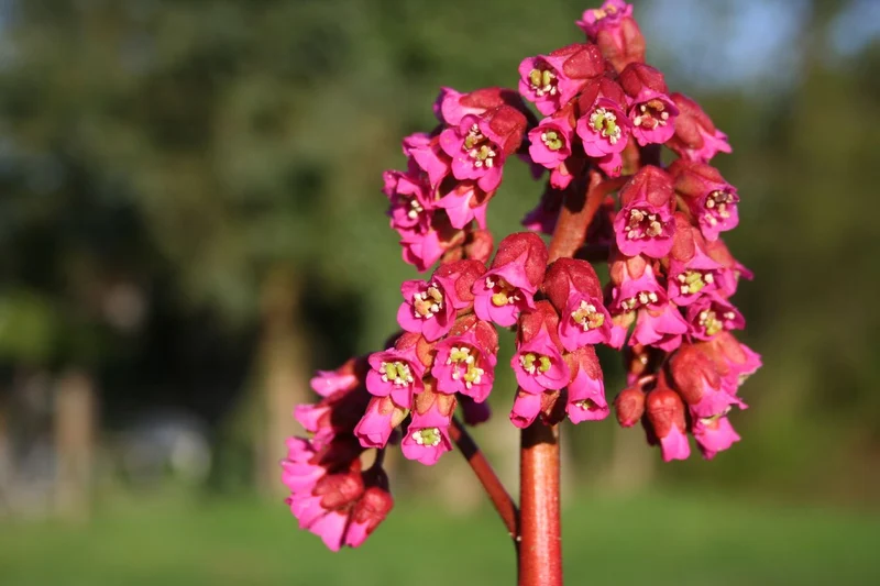 Bergenia cordifolia 'Abendglocken' (Garten-Bergenie)