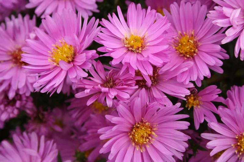 Aster dumosus 'Rosenwichtel' (Kissen-Aster)