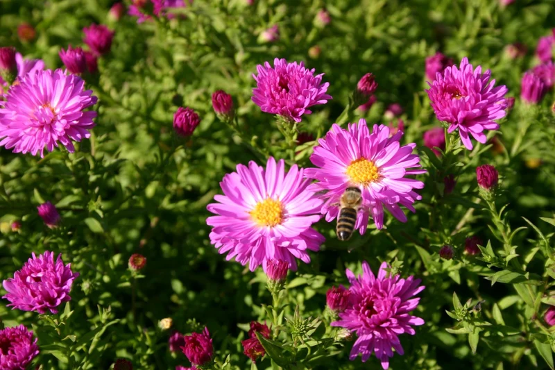 Aster dumosus 'Kassel' (Garten-Kissen-Aster)