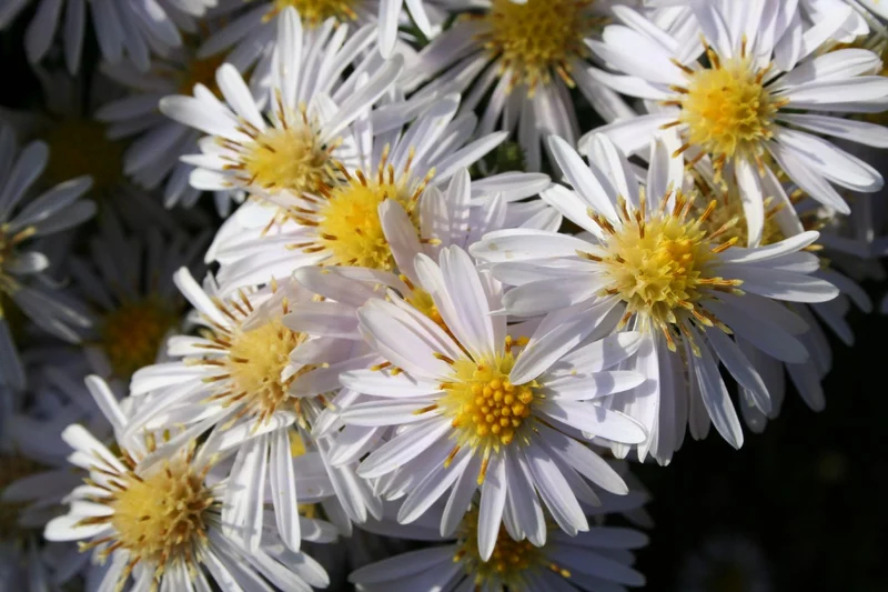 Aster dumosus 'Apollo' (Kissen-Aster)