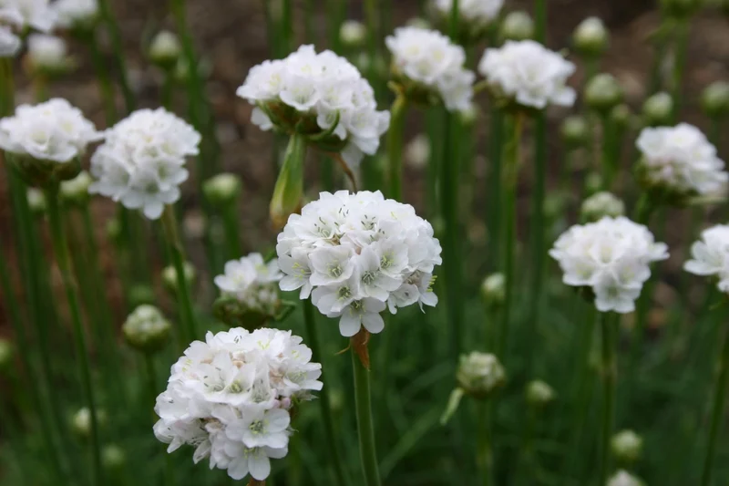 Armeria maritima 'Alba' (Garten-Grasnelke)