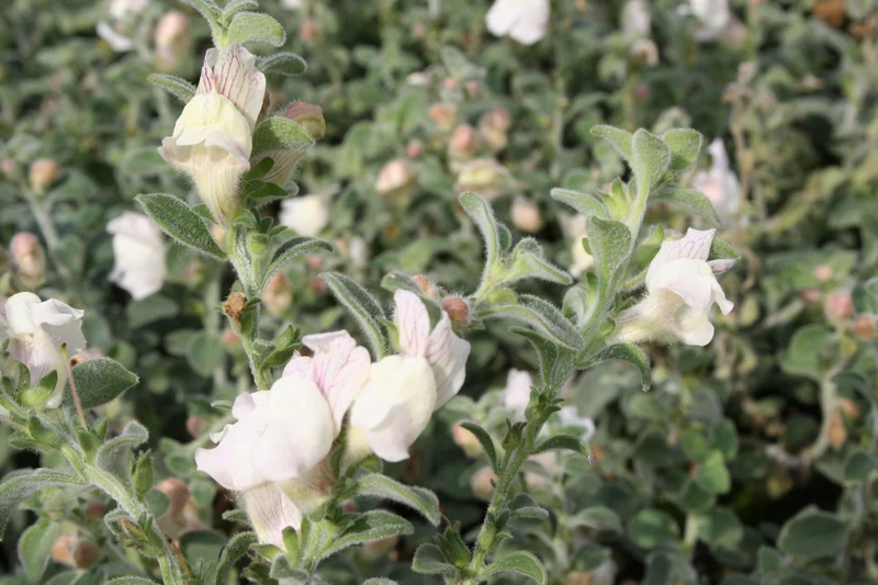 Antirrhinum hispanicum (Spanisches Löwenmäulchen)