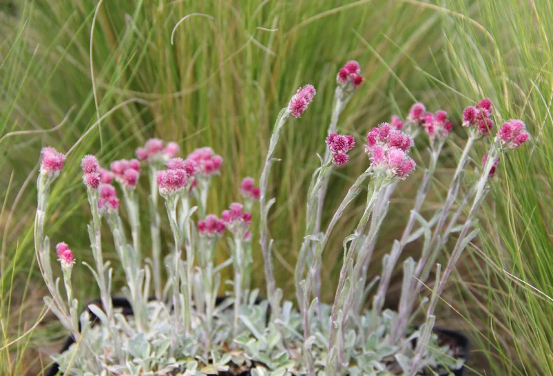 Antennaria dioica 'Rubra' (Garten-Katzenpfötchen)