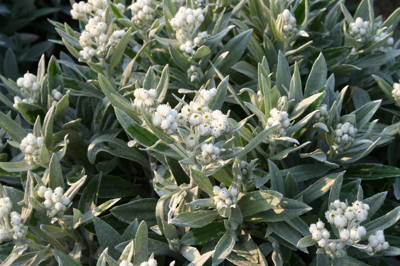 Anaphalis triplinervis 'Sommerschnee' (Perlkörbchen)