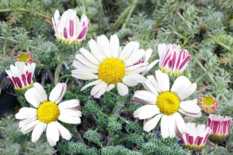 Anacyclus pyrethrum var. depr. 'Silberkissen' (Marokko-Kamille)