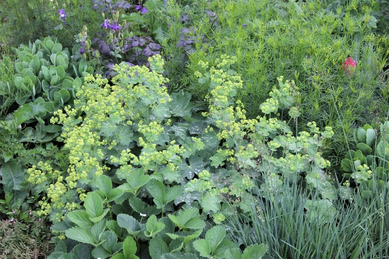 Alchemilla mollis (Frauenmantel)