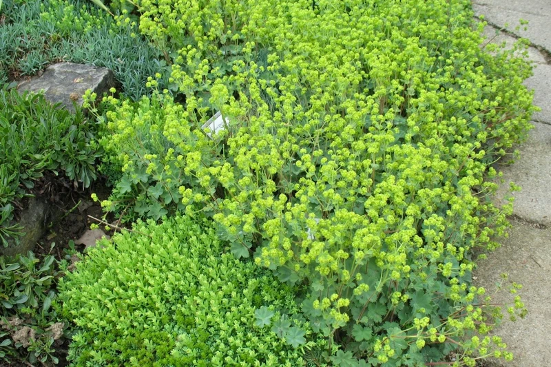 Alchemilla erythropoda (Frauenmantel)