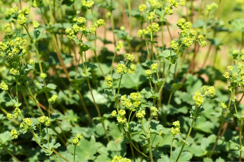 Alchemilla erythropoda (Frauenmantel)