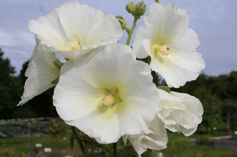 Alcea rosea 'Polarstar' (Stockrose)