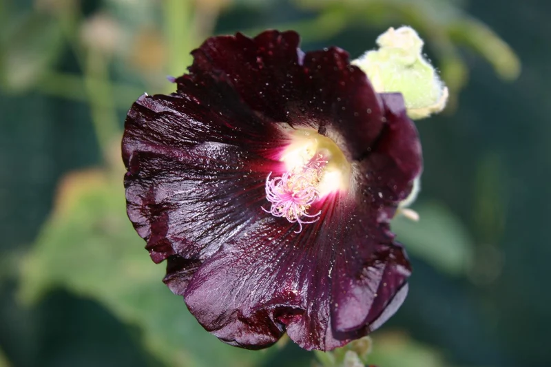 Alcea rosea 'Nigra' (Stockrose)