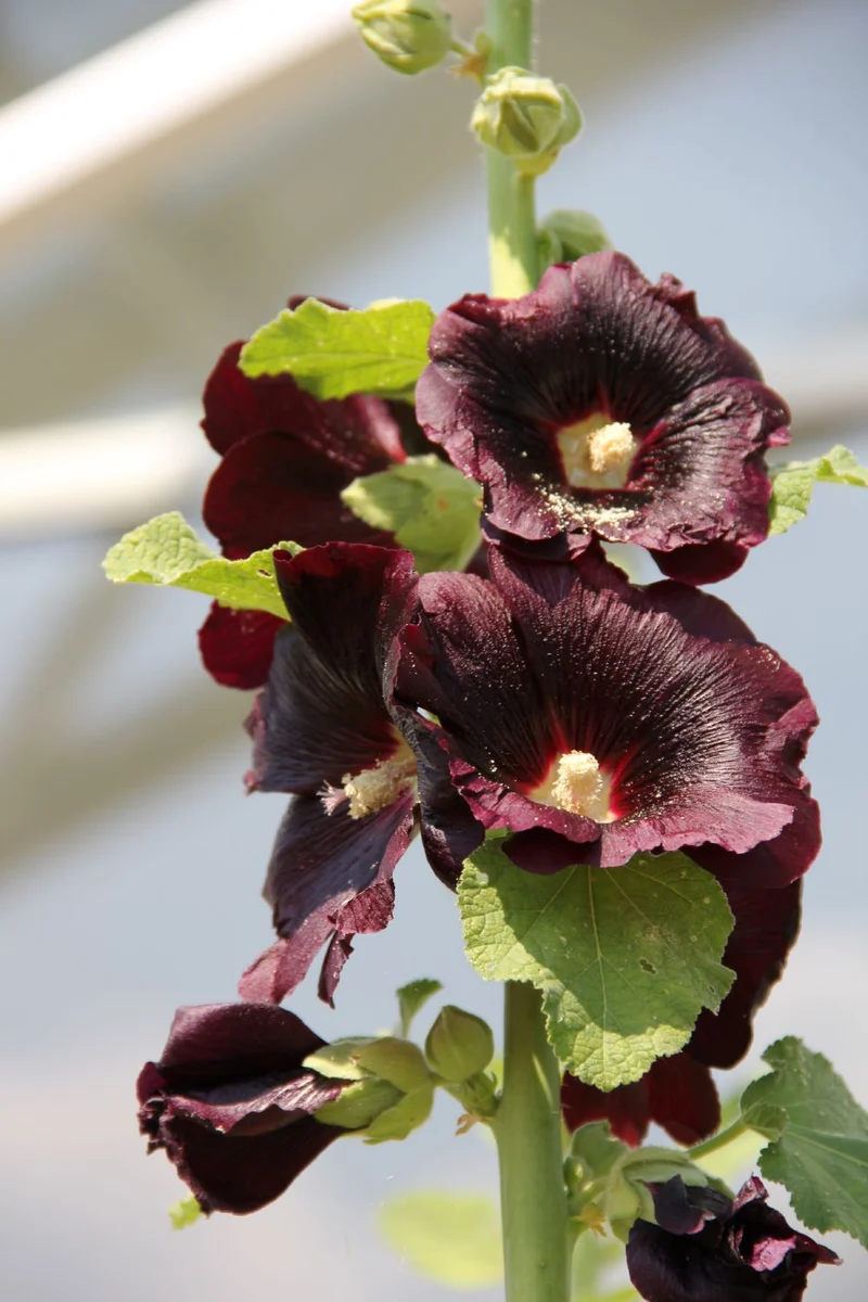 Alcea rosea 'Nigra' (Stockrose)