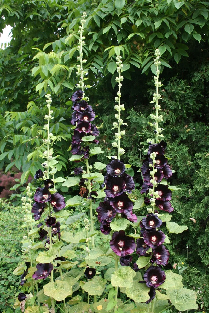 Alcea rosea 'Nigra' (Stockrose)