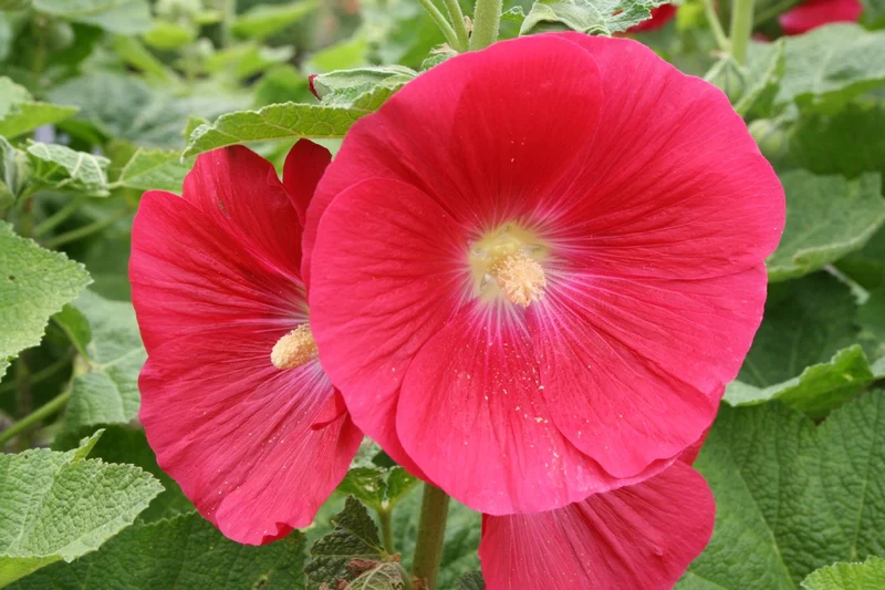 Alcea rosea 'Mars Magic' (Stockrose)