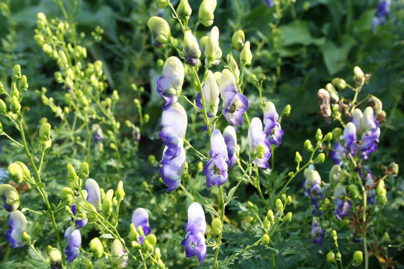 Aconitum x cammarum 'Cloudy' (Weiß-blauer Eisenhut)