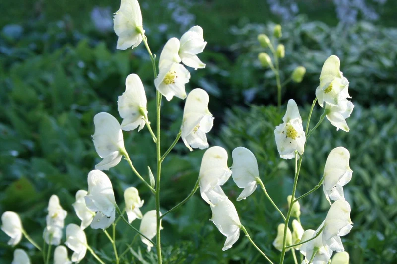 Aconitum napellus 'Album' (Weißer Eisenhut)
