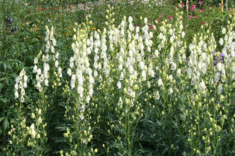 Aconitum napellus 'Album' (Weißer Eisenhut)